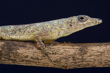 Bronze anole (Anolis aeneus)