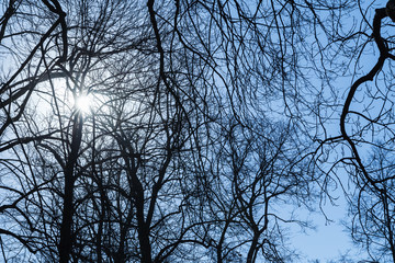 Shining sun with lens flare in bare trees silhouettes