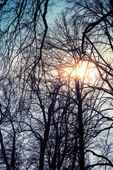 Sun with lens flare in bare trees silhouettes over blue sky