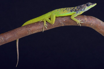 Barbados Anole (Anolis extremes)