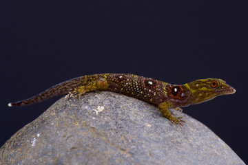 Grenadines clawed gecko (Gonatodes daudini)