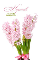Hyacinth on a white background