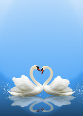 Pair of white swans. heart shape