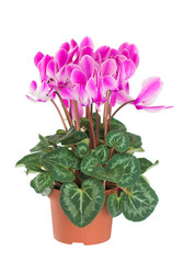 Cyclamen in a flower pot. Close-up. Isolated.