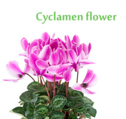 Cyclamen in a flower pot. Close-up. Isolated.