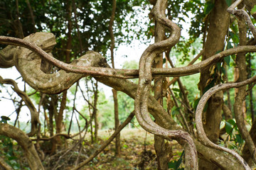 twisted tropical tree roots