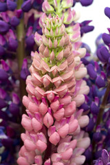 Bouquet of lupines, small depth of sharpness
