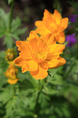 Orange trollius ledebourii flowers