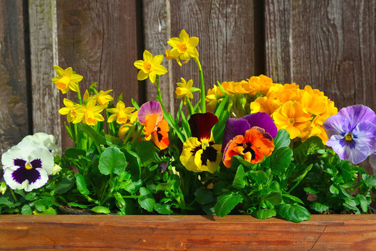 Fr&uuml;hling Blumen pflanzen