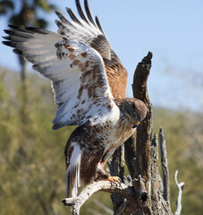 A Ferruginous Hawk on an Old Snag