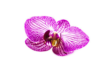 Orchid on a white