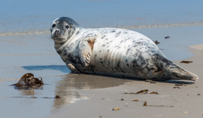 Kegelrobbe auf Helgoland