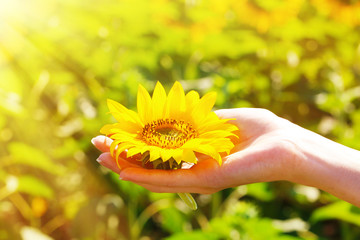 Beautiful sunflower in hand on sunny nature background