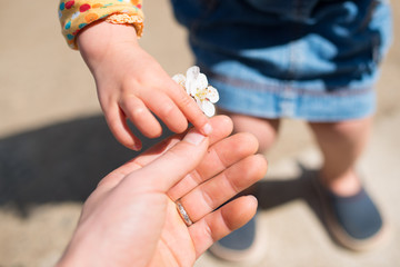 梅の花を手渡す親子の手