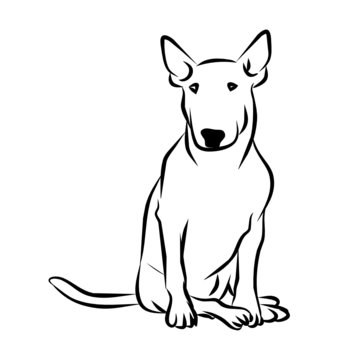 bull terrier