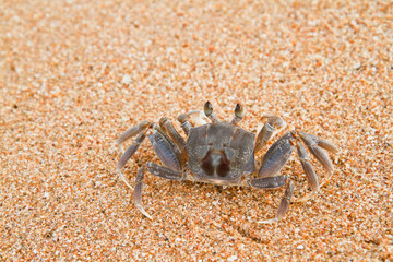 crab on the beach
