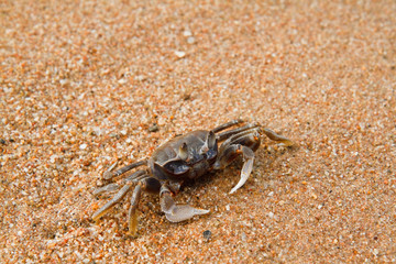 crab on the beach