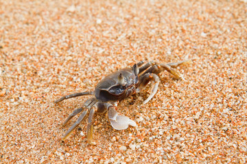 crab on the beach
