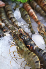Shrimps