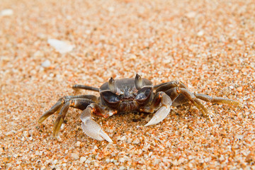 crab on the beach