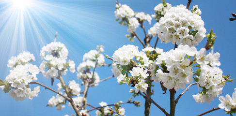 Frühling Panorama