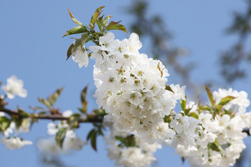 Der Frühling ist da