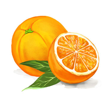 fruit orange Vector illustration  hand drawn  painted