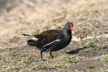 Eurasian Coot