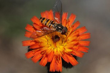 Flower fly (Hoverfly,Syrphidae) drinking from flower