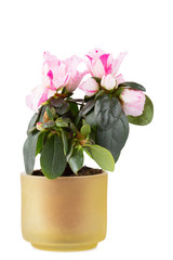 Two-color mini-azalea on a white background