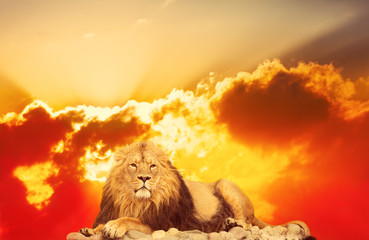 adult lion lies against bright sunrise