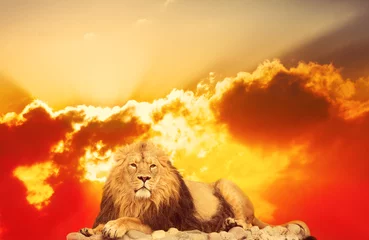 Crédence de cuisine en verre imprimé Lion lion adulte se trouve contre le lever du soleil lumineux