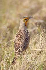 Kappieper (Macronyx capensis)