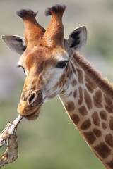 Giraffe (Giraffa camelopardalis)