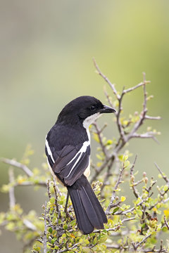 Fiskalw&uuml;rger (Lanius collaris)