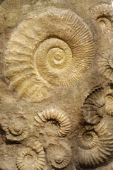 fossils shells