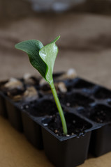 Pumpkin seedling in tray