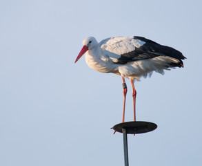 Stork on a pole