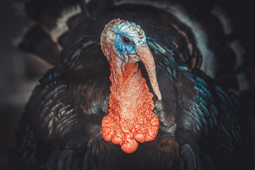 closeup portrait of a turkey