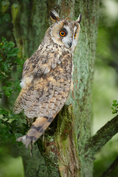 Long-eared owl in ancient tree