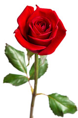 beautiful red rose isolated on white background