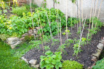 Community gardening with young fresh vegetables
