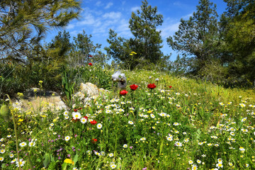 spring flowering in nature reserve