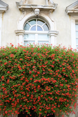 Fototapeta na wymiar Blumenfenster in Porec