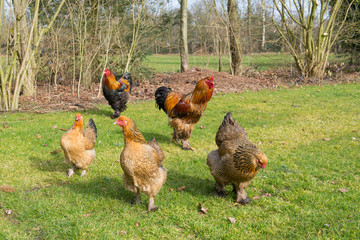 Brahma chickens