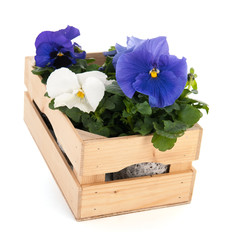 Crate Pansy plants