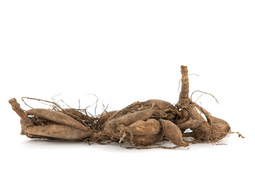 Dahlia tubers