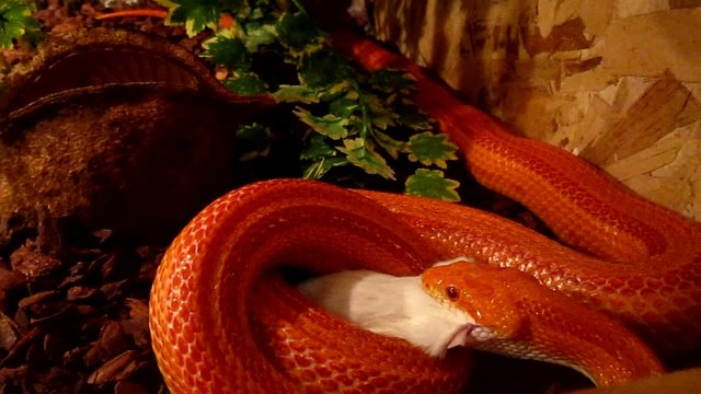 Red / Orange albino Snake eat a white mouse