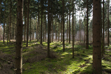 Fir trees in forest