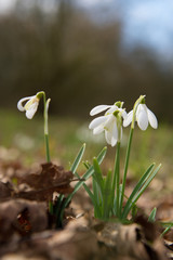 Fototapeta premium Snowdrops in forest